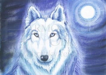 Přáníčko: Bílý vlk