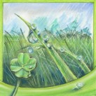 Kapky a čtyřlístek